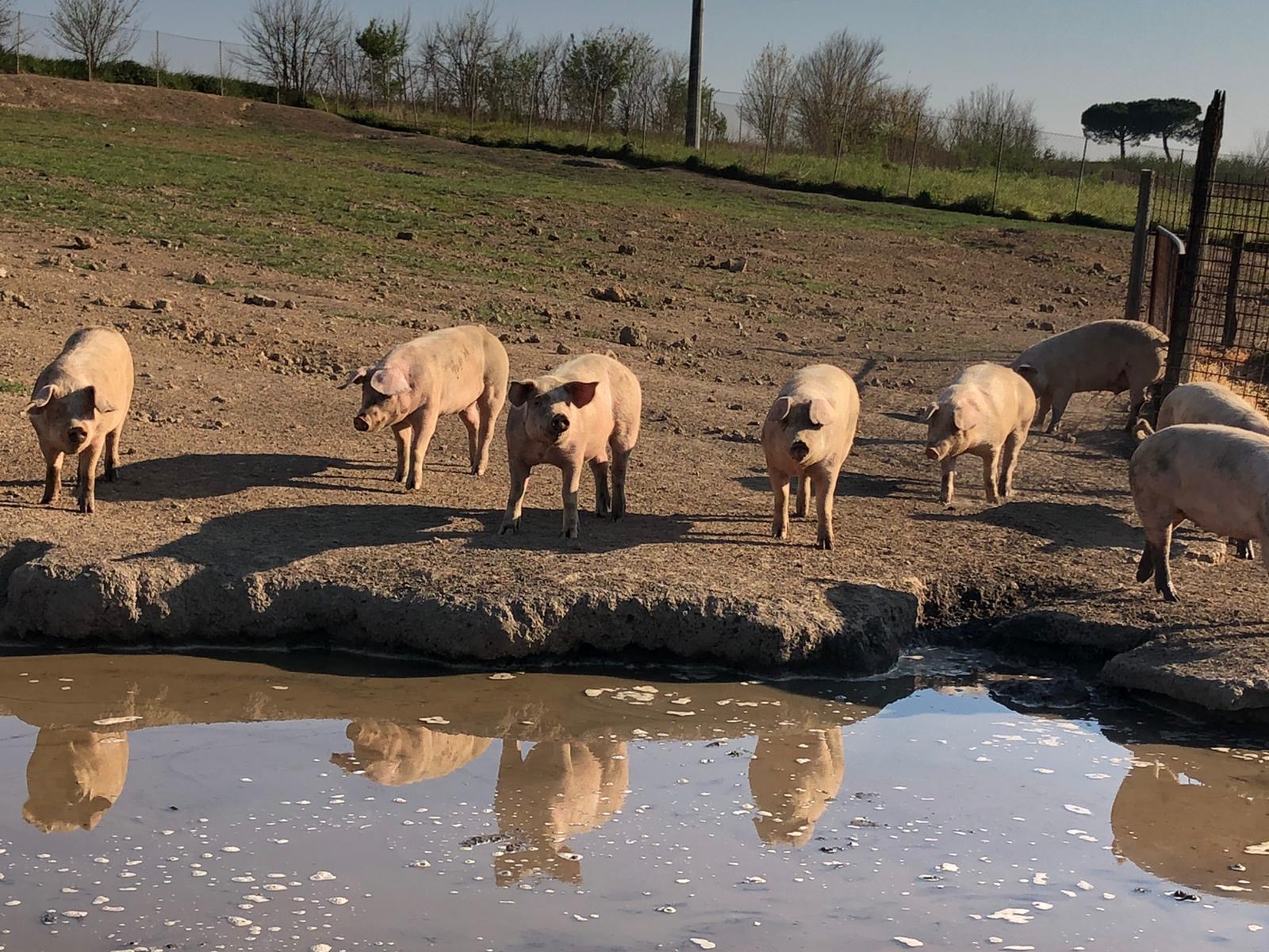 Maiali al pascolo nell'azienda agricola